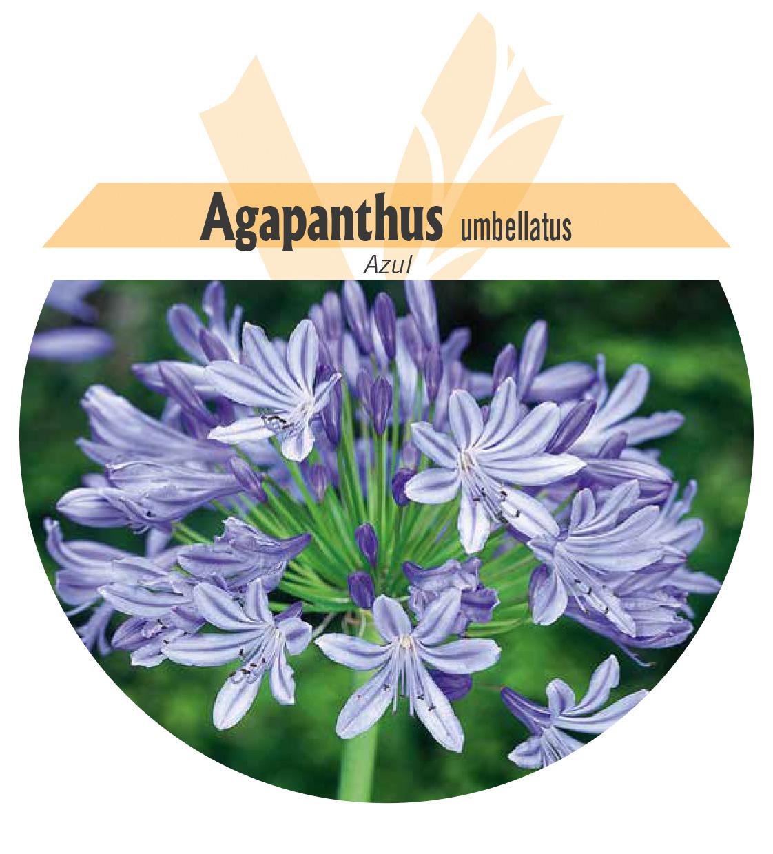 Agapanthus umbellatus