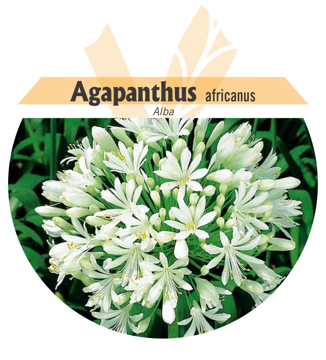 Agapanthus africanus