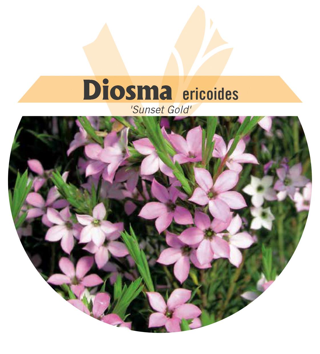 Diosma ericoides