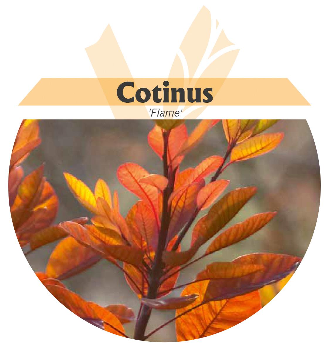Cotinus
