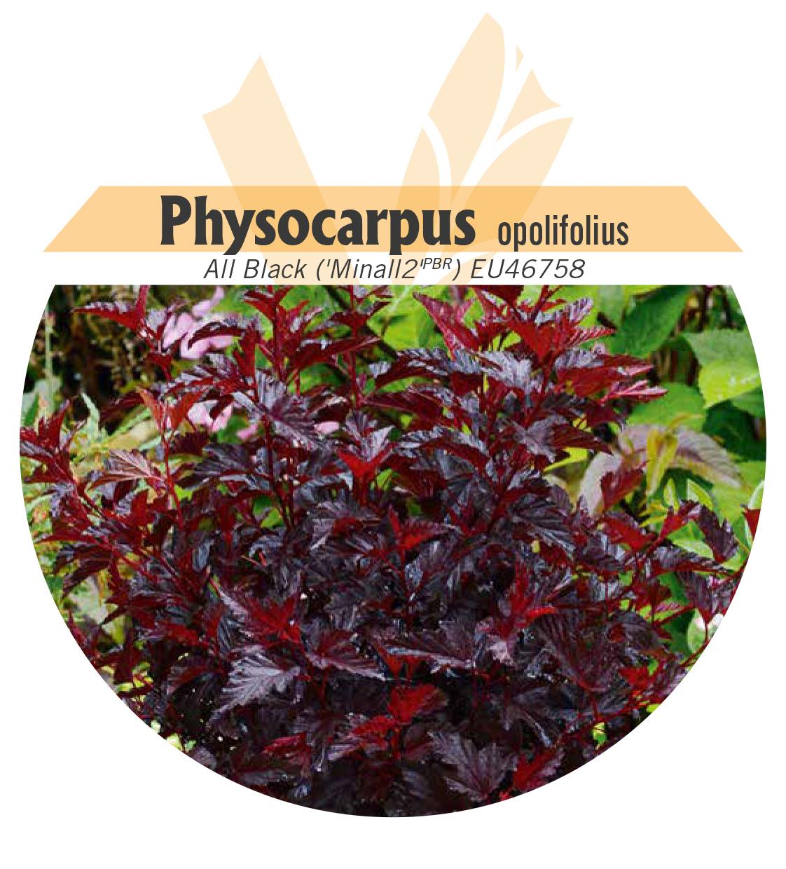 Physocarpus opolifolius