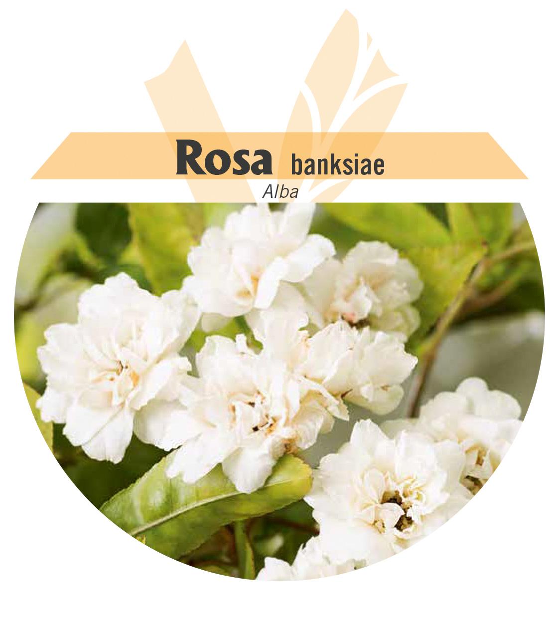 Rosa banksiae