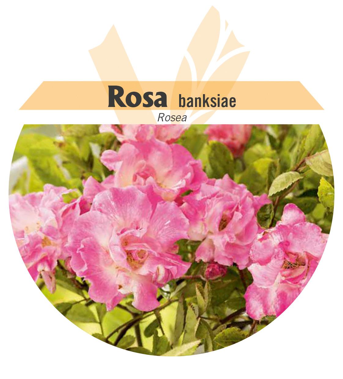 Rosa banksiae