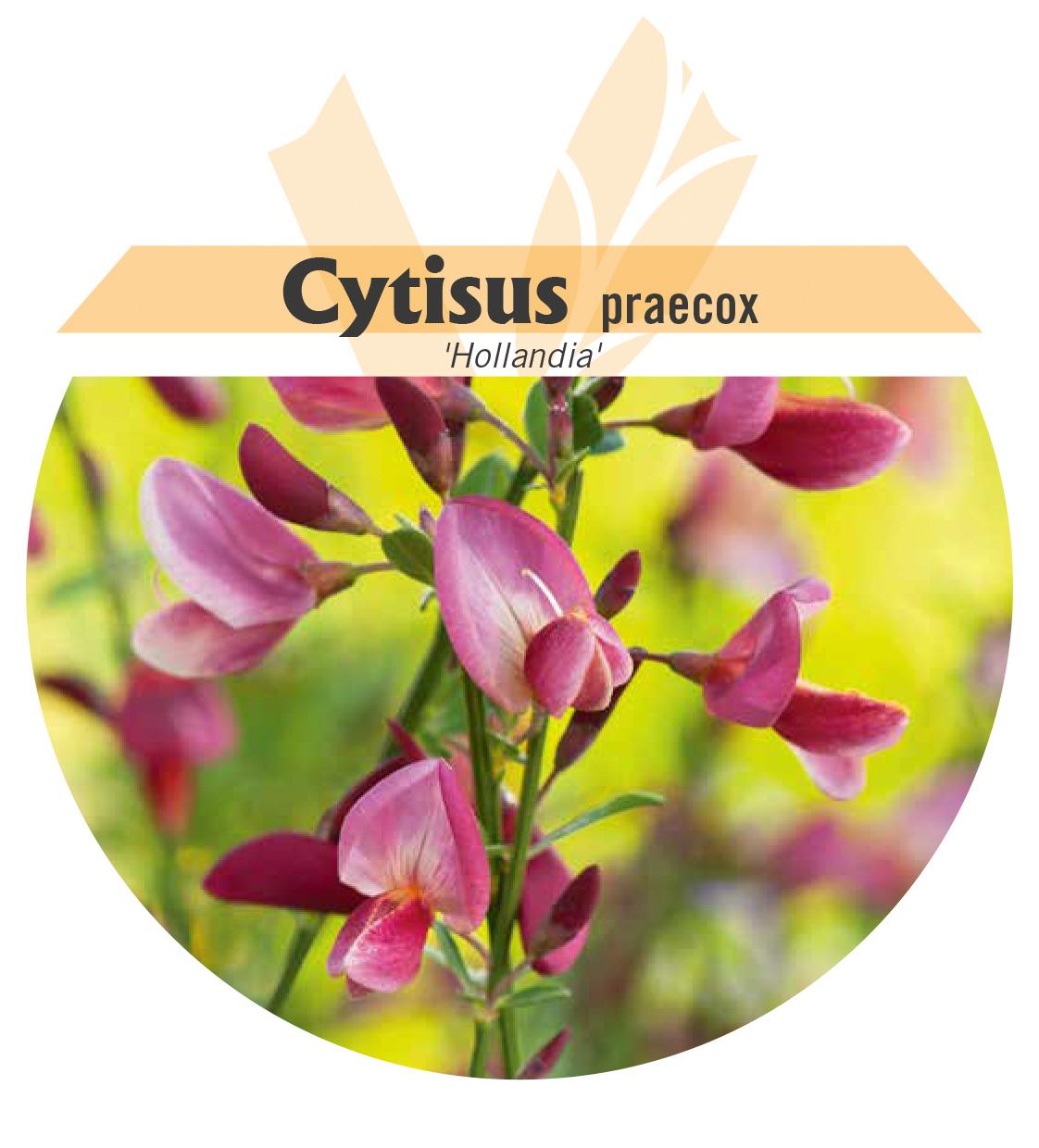 Cytisus praecox