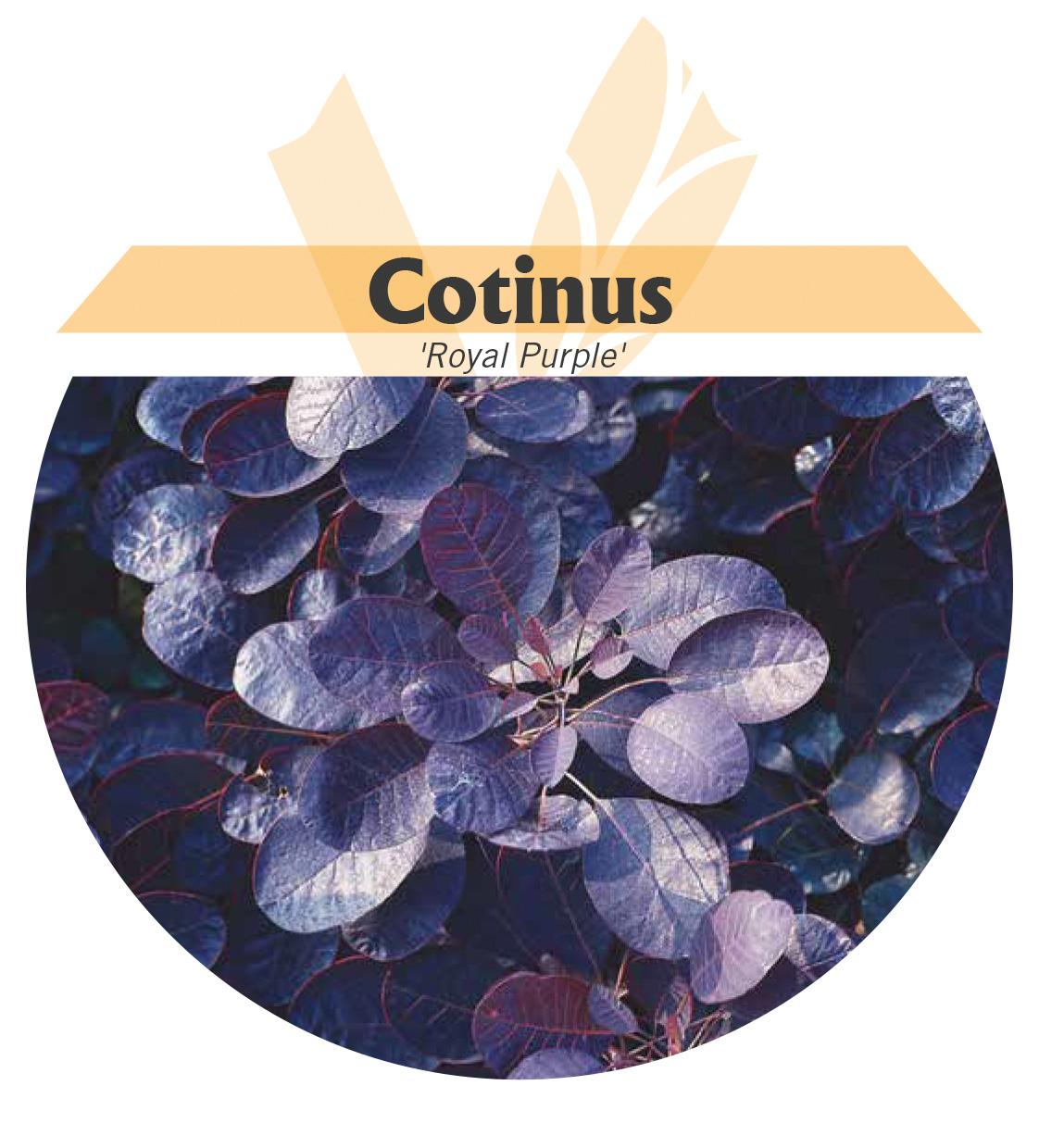 Cotinus