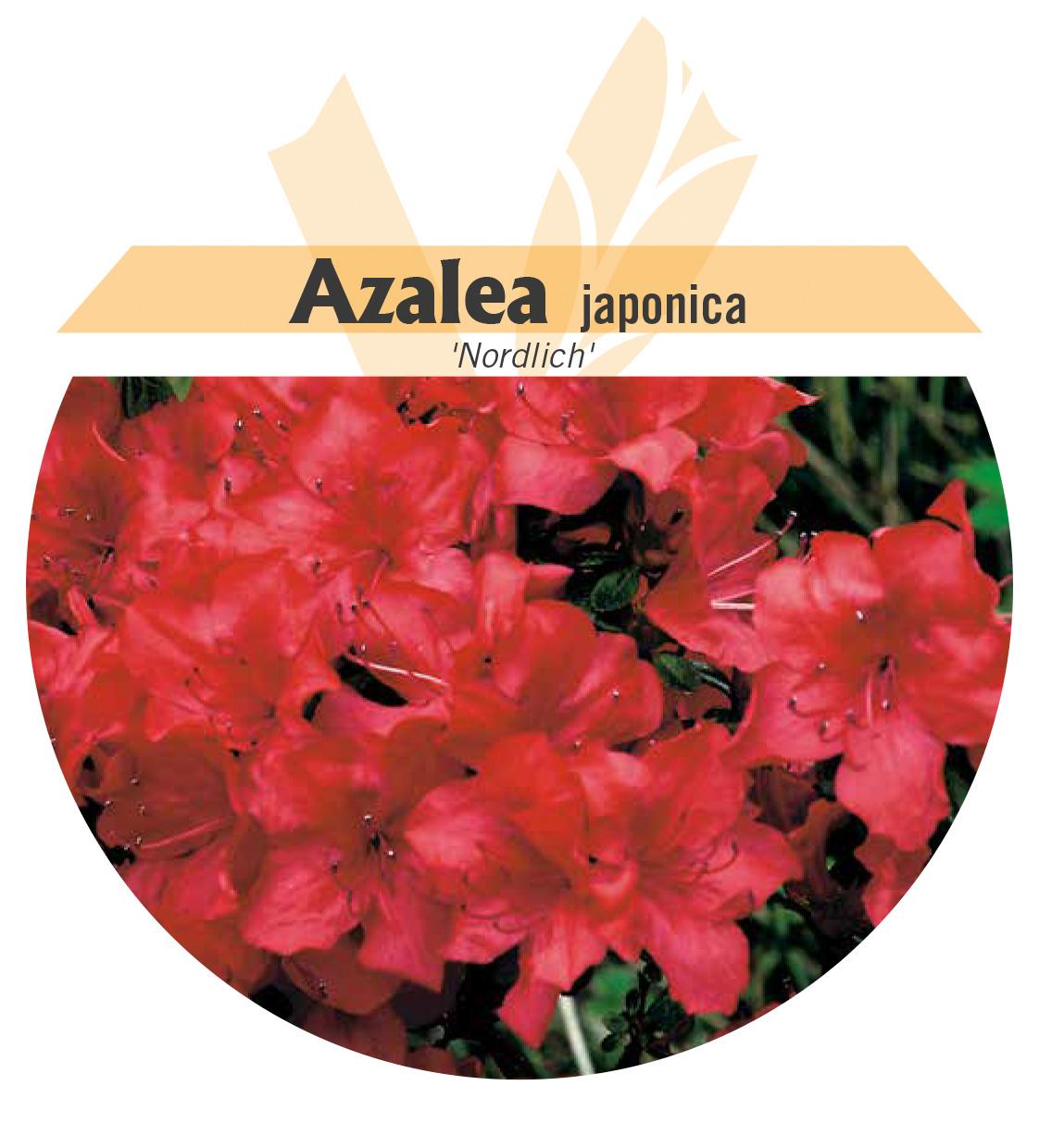 Azalea japonica