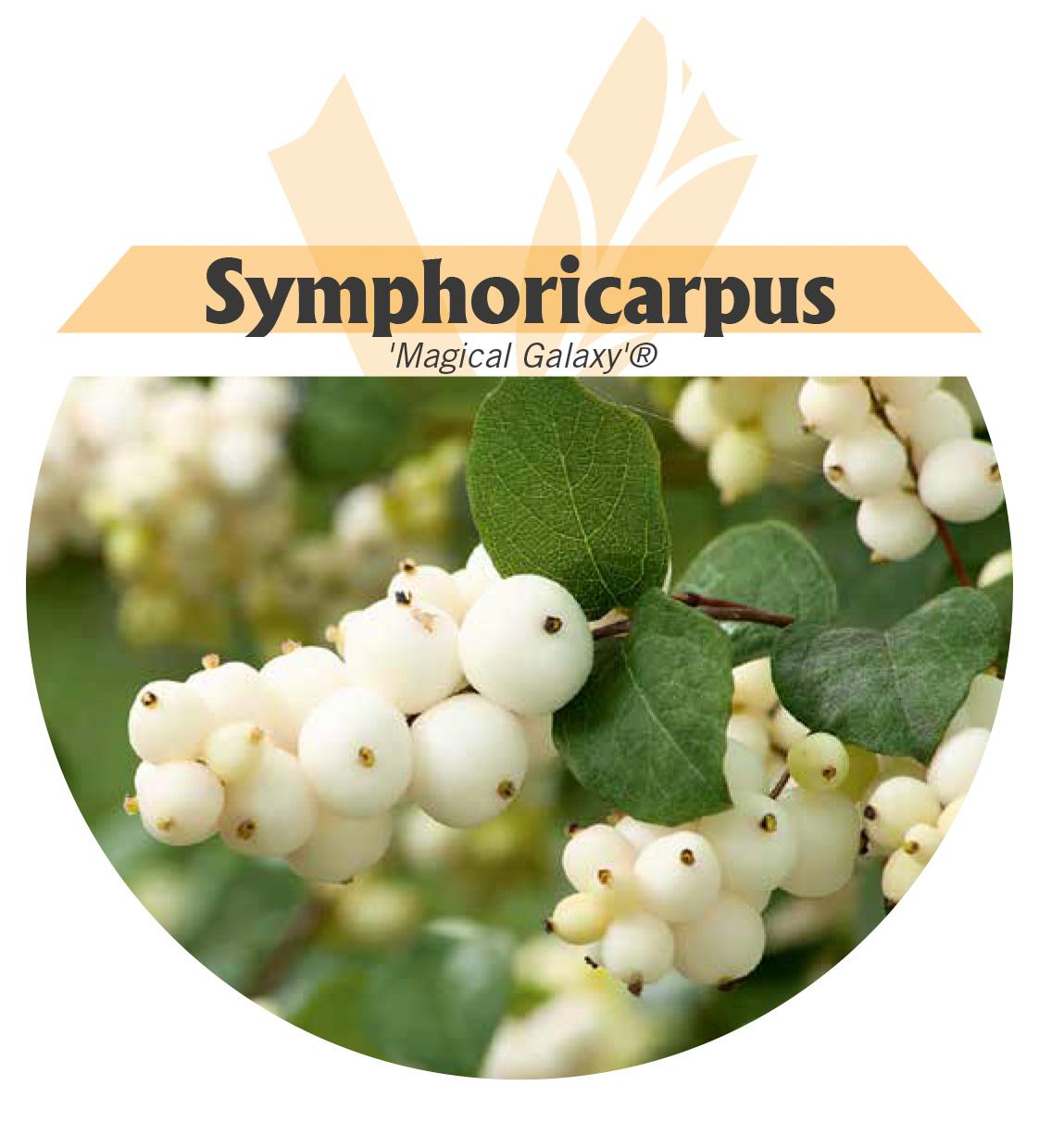 Symphoricarpus