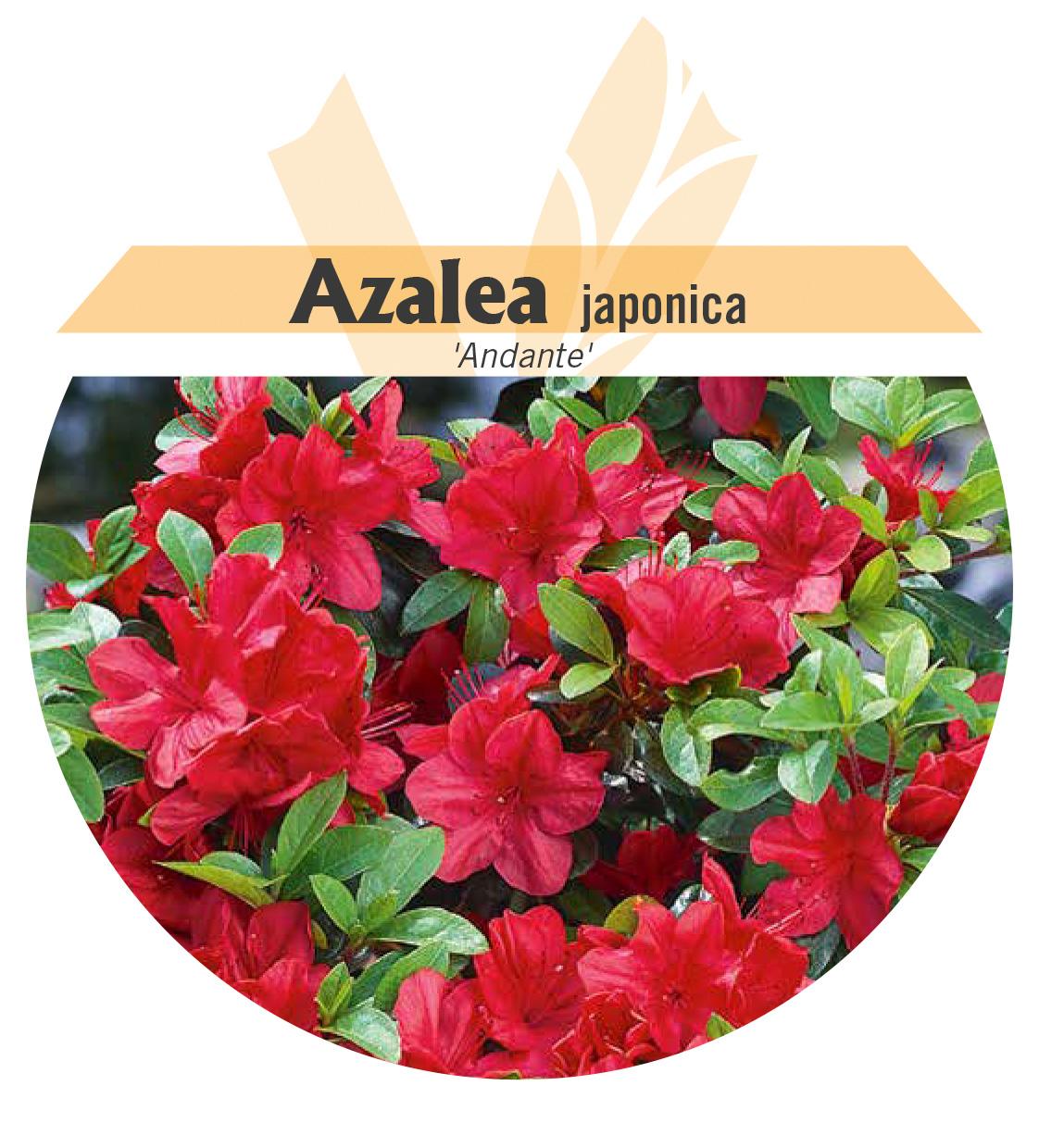 Azalea japonica