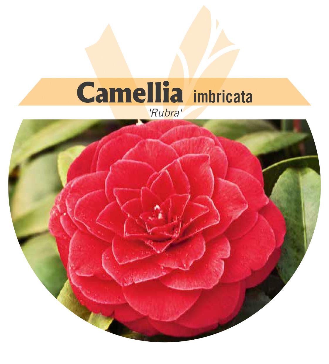Camellia imbricata