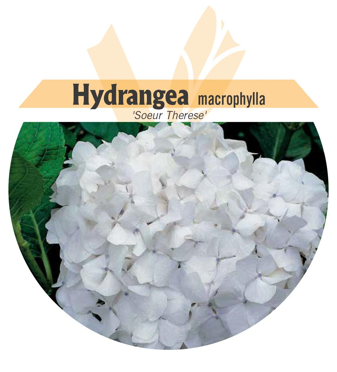 Hydrangea macrophylla