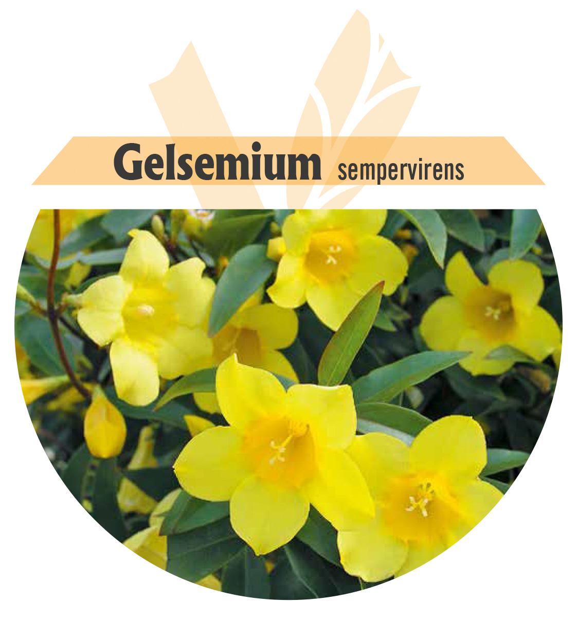 Gelsemium sempervirens