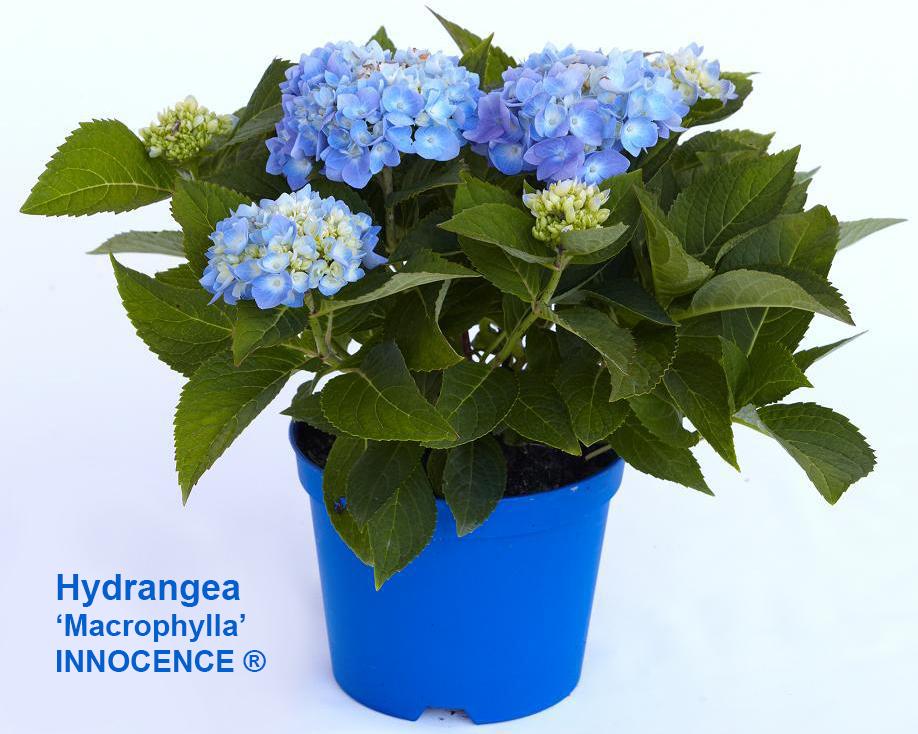 Hydrangea macrophylla INNOCENCE